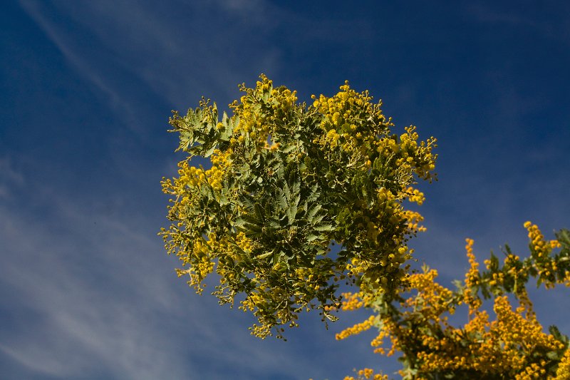 wattle 2.jpg